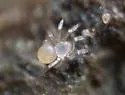 Anapistula secreta