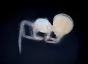 Anapistula secreta - photo 3