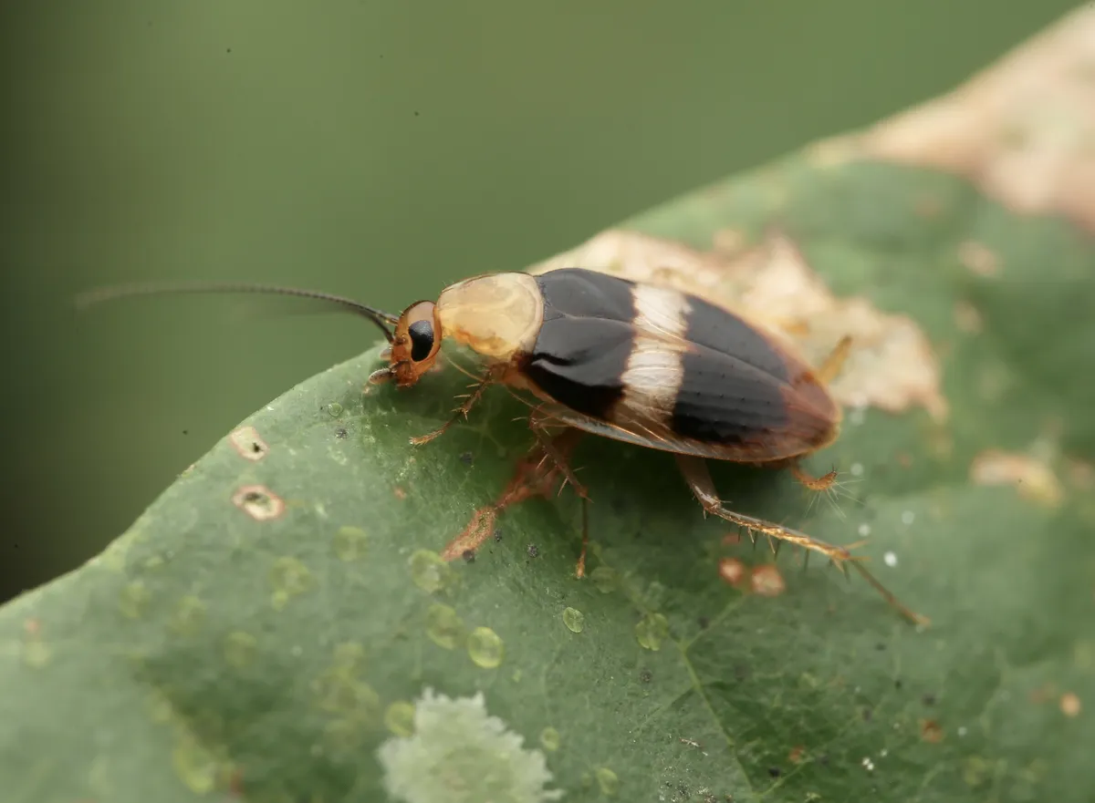 Anaplectidae - photo 3