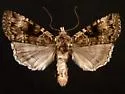Anaplectoides brunneomedia - Hodges#11002