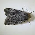Anaplectoides pressus - Hodges#11001