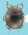 Anapleus marginatus