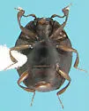 Anapleus marginatus - photo 2