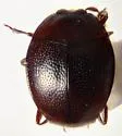 Anapleus marginatus - photo 4