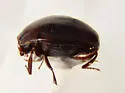 Anapleus marginatus - photo 5