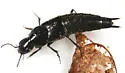Anaquedius vernix