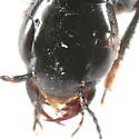 Anaquedius vernix - photo 2