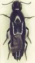 Anaquedius vernix - photo 4