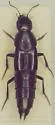 Anaquedius vernix - photo 5