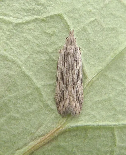 Anarsia innoxiella