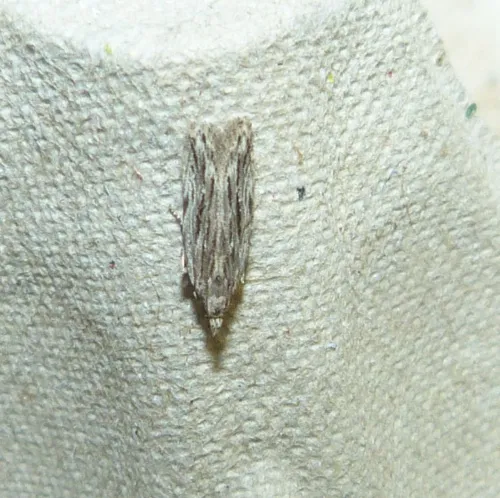 Anarsia innoxiella - photo 2