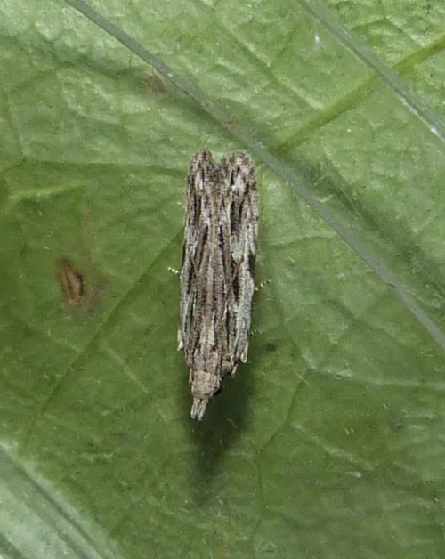 Anarsia innoxiella - photo 3