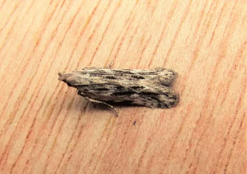 Anarsia innoxiella - photo 4