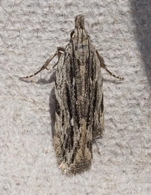 Anarsia innoxiella - photo 5