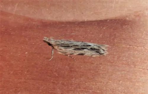Anarsia innoxiella - photo 8