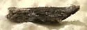 Peach Twig Borer - Hodges#2257 - Anarsia lineatella
