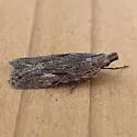 Peach Twig Borer - Hodges#2257 - photo 3