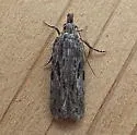 Peach Twig Borer - Hodges#2257 - photo 4