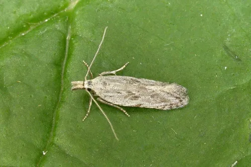 Anarsia spartiella