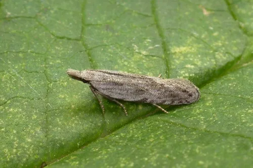 Anarsia spartiella - photo 2