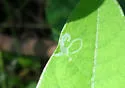Anarsioses aberrans - Hodges#0725