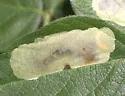 Anarsioses aberrans - Hodges#0725 - photo 2