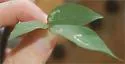 Anarsioses aberrans - Hodges#0725 - photo 4