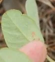 Anarsioses aberrans - Hodges#0725 - photo 5