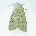 Anarta antica - Hodges#10258