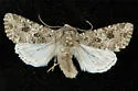 Anarta chartaria - Hodges#10222