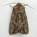 Anarta crotchii - Hodges#10233