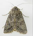 Anarta crotchii - Hodges#10233 - photo 2