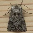 Anarta crotchii - Hodges#10233 - photo 3