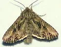 Anarta crotchii - Hodges#10233 - photo 4