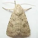 Anarta decepta - Hodges#10259