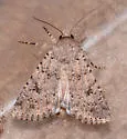 Anarta decepta - Hodges#10259 - photo 4