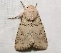Anarta decepta - Hodges#10259 - photo 5