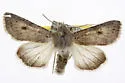 Anarta edwardsii - Hodges#10255
