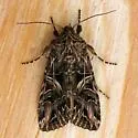 Anarta farnhami - Hodges#10232