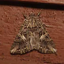 Anarta farnhami - Hodges#10232 - photo 3