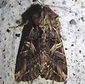 Anarta farnhami - Hodges#10232 - photo 4