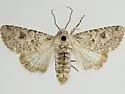 Anarta florida - Hodges#10257