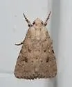 Anarta florida - Hodges#10257 - photo 2