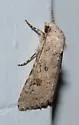 Anarta florida - Hodges#10257 - photo 3