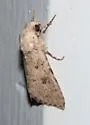 Anarta florida - Hodges#10257 - photo 4