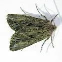 Anarta fusculenta - Hodges#10233.1