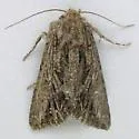 Anarta fusculenta - Hodges#10233.1 - photo 2