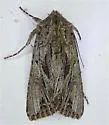 Anarta fusculenta - Hodges#10233.1 - photo 5