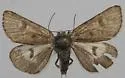 Anarta nigrolunata - Hodges#10327 - Anarta nigrolunata