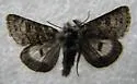 Anarta nigrolunata - Hodges#10327 - photo 2